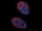 Splicing Factor 3b Subunit 3 antibody, 14577-1-AP, Proteintech Group, Immunofluorescence image 