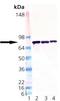 PDIA4 antibody, AP22926PU-N, Origene, Western Blot image 