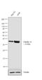 Claudin 16 antibody, 34-5400, Invitrogen Antibodies, Western Blot image 