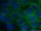 Catenin Delta 1 antibody, 66208-1-Ig, Proteintech Group, Immunofluorescence image 