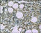 TNF Receptor Superfamily Member 11b antibody, 250800, Abbiotec, Immunohistochemistry paraffin image 