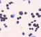 ADF antibody, A01219-1, Boster Biological Technology, Immunocytochemistry image 