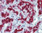 Vascular Endothelial Zinc Finger 1 antibody, ARP35830_P050, Aviva Systems Biology, Immunohistochemistry paraffin image 