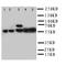 COX2 antibody, LS-C312879, Lifespan Biosciences, Western Blot image 