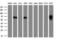Guanylate Binding Protein 2 antibody, GTX84442, GeneTex, Western Blot image 