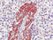 MAS Related GPR Family Member F antibody, AM26727PU-N, Origene, Immunohistochemistry frozen image 