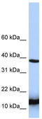 Histidine triad nucleotide-binding protein 1 antibody, TA335093, Origene, Western Blot image 