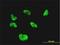 CGG Triplet Repeat Binding Protein 1 antibody, H00008545-M02, Novus Biologicals, Immunofluorescence image 