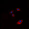 Keratin 20 antibody, LS-B13607, Lifespan Biosciences, Immunofluorescence image 
