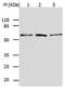 BCL2 Associated Athanogene 5 antibody, orb107333, Biorbyt, Western Blot image 