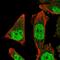Zinc Finger Protein 414 antibody, PA5-62836, Invitrogen Antibodies, Immunofluorescence image 