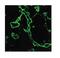 Influenza A H6N1 Hemagglutinin antibody, PA1-41237, Invitrogen Antibodies, Immunofluorescence image 