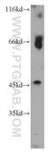 CHRNA7 (Exons 5-10) And FAM7A (Exons A-E) Fusion antibody, 21586-1-AP, Proteintech Group, Western Blot image 