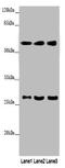 Amine oxidase [flavin-containing] B antibody, A53194-100, Epigentek, Western Blot image 