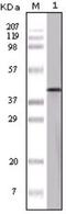 Serpin Family B Member 8 antibody, NB110-60510, Novus Biologicals, Western Blot image 