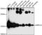 Mitochondrial Ribosomal Protein L23 antibody, A11634, Boster Biological Technology, Western Blot image 