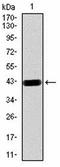 Peroxiredoxin 5 antibody, orb76351, Biorbyt, Western Blot image 