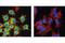 Rac/Cdc42 Guanine Nucleotide Exchange Factor 6 antibody, 4573S, Cell Signaling Technology, Immunofluorescence image 