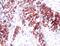 HMMR antibody, PA5-32309, Invitrogen Antibodies, Immunohistochemistry frozen image 