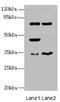 ETS Homologous Factor antibody, orb40389, Biorbyt, Western Blot image 