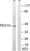 Peroxisomal Biogenesis Factor 10 antibody, abx014707, Abbexa, Western Blot image 