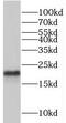 Trafficking Protein Particle Complex 3 antibody, FNab08947, FineTest, Western Blot image 