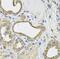 Inducible T Cell Costimulator Ligand antibody, FNab04111, FineTest, Immunohistochemistry frozen image 