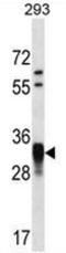 Cyclin O antibody, AP50821PU-N, Origene, Western Blot image 