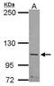 SLIT And NTRK Like Family Member 5 antibody, PA5-31799, Invitrogen Antibodies, Western Blot image 