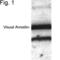 S-Antigen Visual Arrestin antibody, PA1-731, Invitrogen Antibodies, Western Blot image 