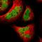 TATA-Box Binding Protein Associated Factor 5 antibody, HPA006474, Atlas Antibodies, Immunofluorescence image 