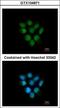 F-Box Protein 43 antibody, GTX104871, GeneTex, Immunocytochemistry image 
