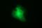 Integrin Subunit Alpha V antibody, orb227804, Biorbyt, Immunofluorescence image 
