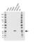 Troponin I3, Cardiac Type antibody, VMA00419, Bio-Rad (formerly AbD Serotec) , Western Blot image 