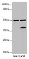 Perilipin-5 antibody, LS-C679064, Lifespan Biosciences, Western Blot image 