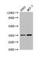 Homeobox protein engrailed-2 antibody, CSB-PA007660LA01HU, Cusabio, Western Blot image 