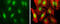 ICBP90 antibody, GTX113963, GeneTex, Immunofluorescence image 