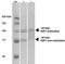 Heat Shock Transcription Factor 1 antibody, orb151108, Biorbyt, Western Blot image 