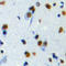 DNA polymerase zeta catalytic subunit antibody, LS-C368491, Lifespan Biosciences, Immunohistochemistry frozen image 