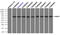 Nuclear Receptor Binding Protein 1 antibody, TA500437, Origene, Immunoprecipitation image 