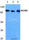 DNA replication licensing factor MCM8 antibody, A06148, Boster Biological Technology, Western Blot image 
