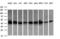 Acetyl-CoA Acyltransferase 2 antibody, LS-C174714, Lifespan Biosciences, Western Blot image 