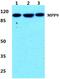 M-Phase Phosphoprotein 9 antibody, PA5-36981, Invitrogen Antibodies, Western Blot image 