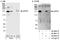 Tumor Protein P53 Binding Protein 2 antibody, A300-819A, Bethyl Labs, Immunoprecipitation image 