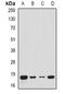 Mitochondrial import inner membrane translocase subunit Tim17-A antibody, orb341087, Biorbyt, Western Blot image 