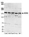 INO80 Complex ATPase Subunit antibody, A303-371A, Bethyl Labs, Western Blot image 