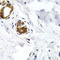 Growth Differentiation Factor 5 antibody, LS-C348952, Lifespan Biosciences, Immunohistochemistry frozen image 