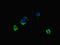 DNA excision repair protein ERCC-1 antibody, LS-C677830, Lifespan Biosciences, Immunofluorescence image 