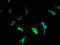 Calcium Homeostasis Modulator 3 antibody, LS-C398709, Lifespan Biosciences, Immunofluorescence image 