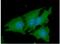 Nicotinamide N-Methyltransferase antibody, NBP2-50581, Novus Biologicals, Immunofluorescence image 